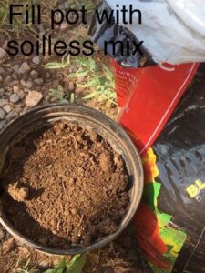 Multiply the Bounty by Cloning Free Plants Image